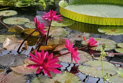 IdealtoursGartenreisenTagesfahrtBotanischerGartenMnchen.jpg