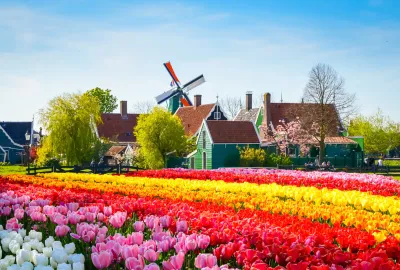 IdealtoursNiederlandeZaanseSchansmitTulpenblteshutterstock483170788.jpg