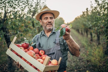 Wenn der Herbst Geschichten erzählt: Apfelernte Wenn der Herbst Geschichten erzählt: Apfelernte