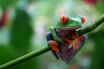 Costa Rica - Frosch