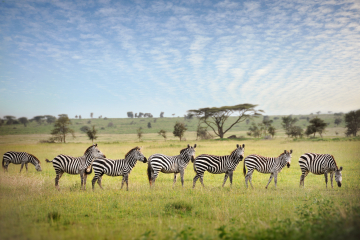 Tansania  - Serengeti, Vulkanlandschaft & Tierwelt