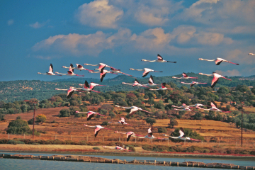 Flamingos auf Lesbos