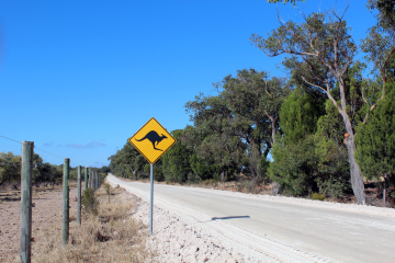 Bilby in Australien am Straßenschild