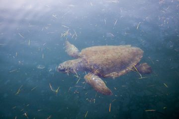 Schildkröte Kefalonia