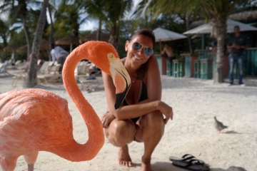 Flamingo in Aruba