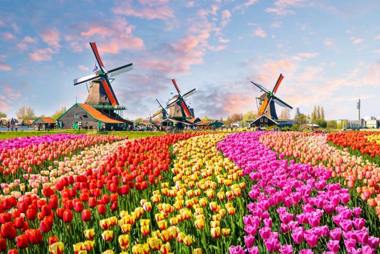 IdealtoursNiederlandeHollandTulpenblteShutterstock490194529.jpg