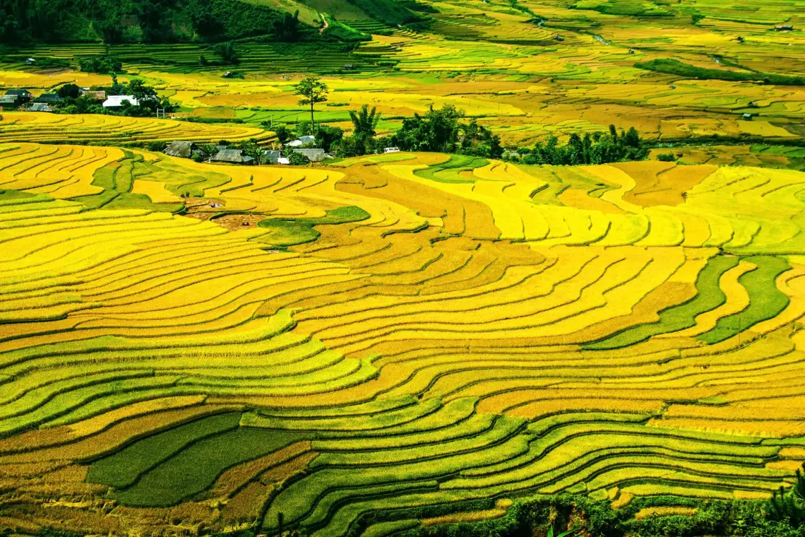 Vietnam Reisfeld