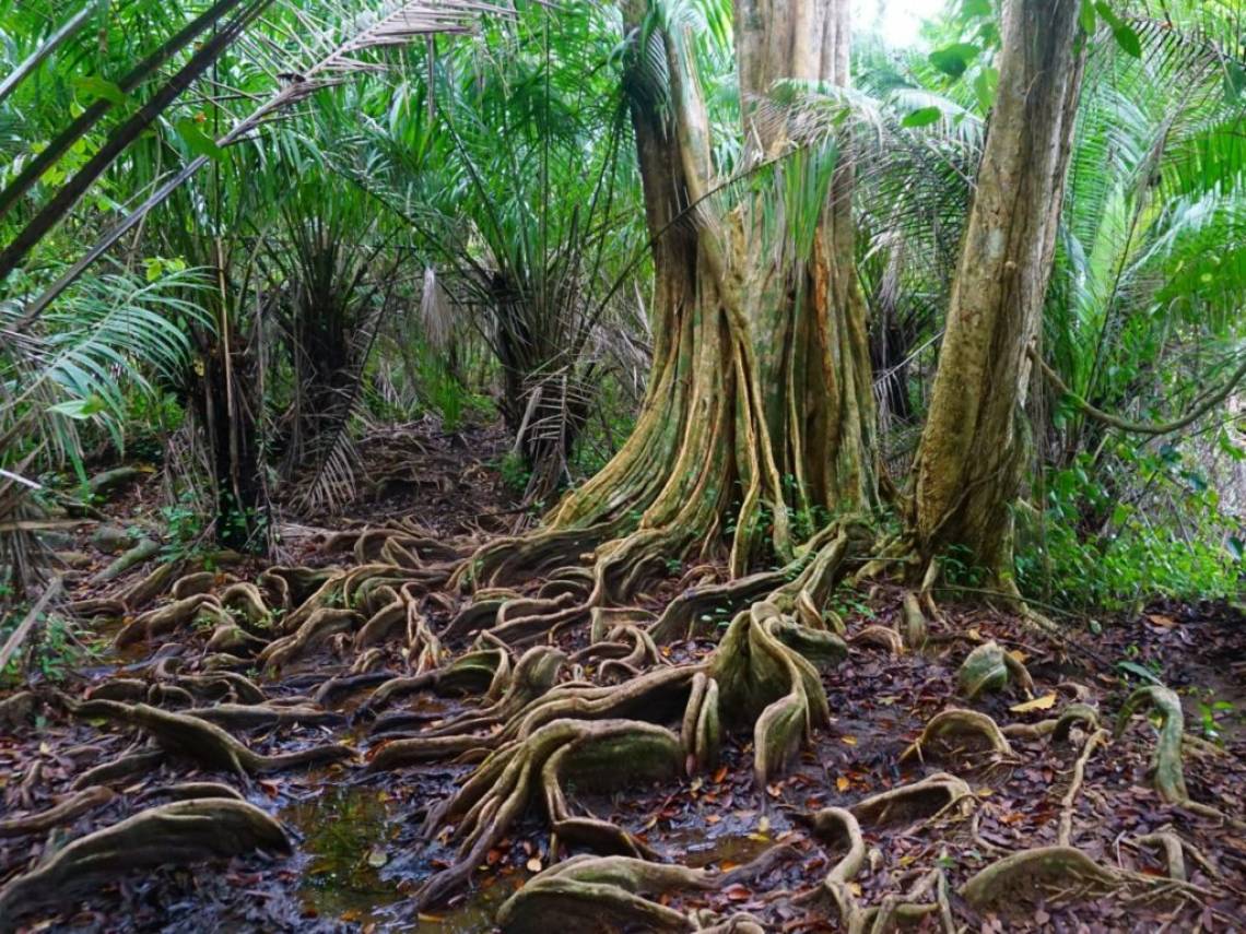 Costa Rica Dschungel
