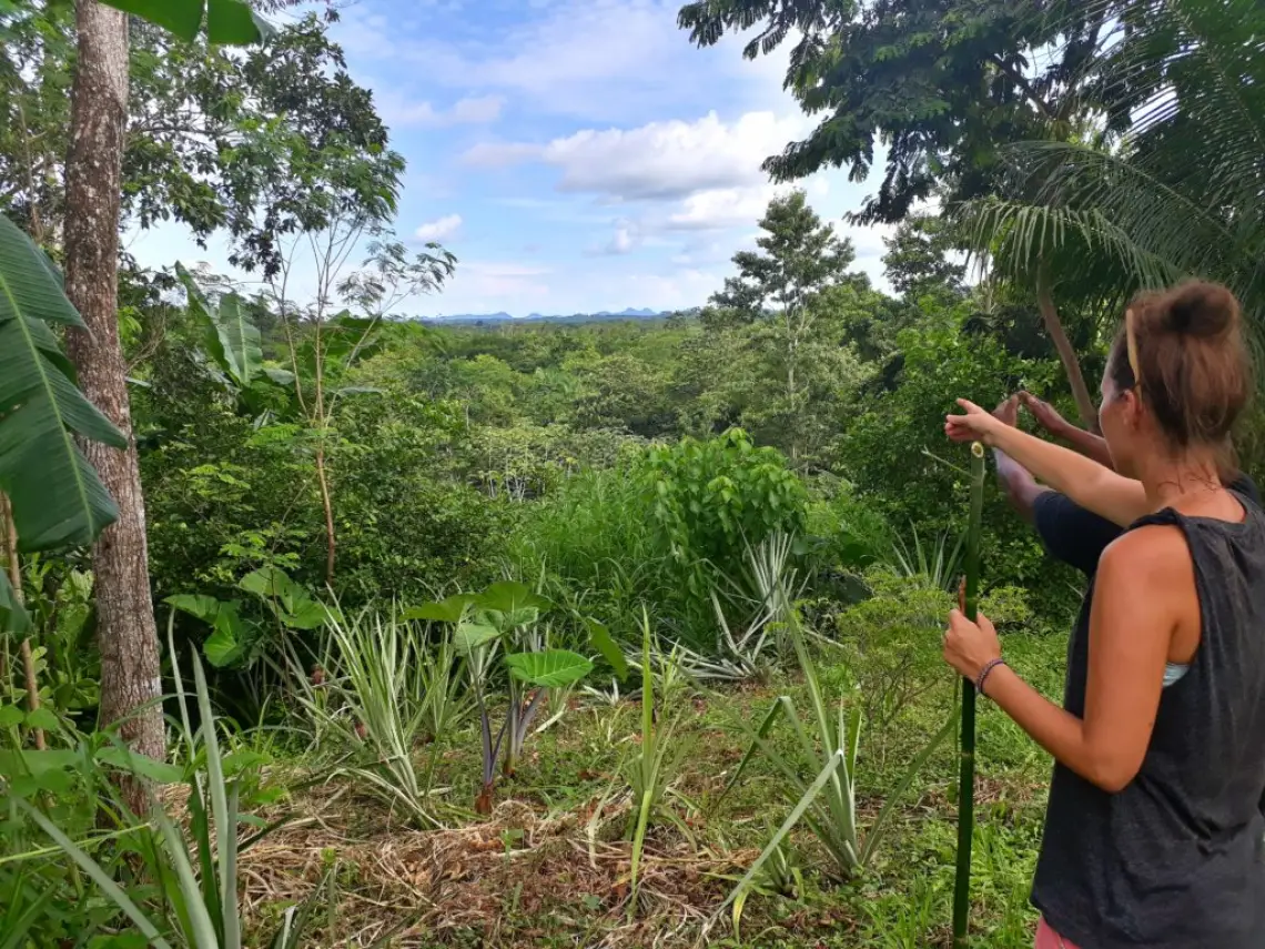 Belize Dschungel