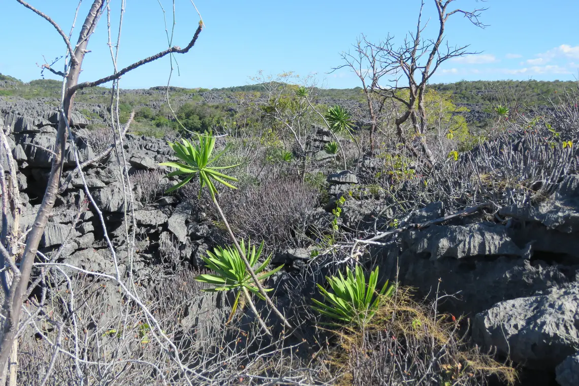 Ankarana Nationalpark