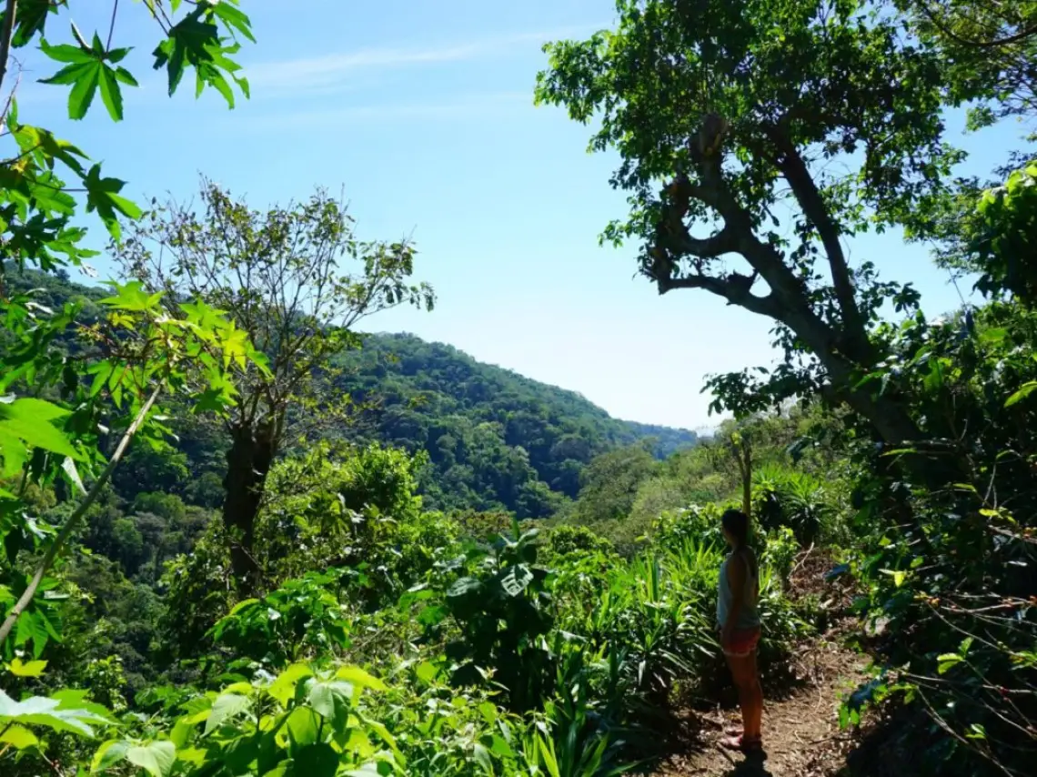 Juayua