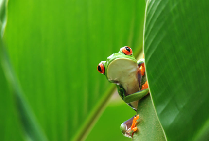 Costa Rica - Frosch