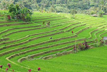 Reisefelder in Bali