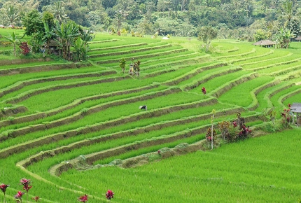 Reisefelder in Bali
