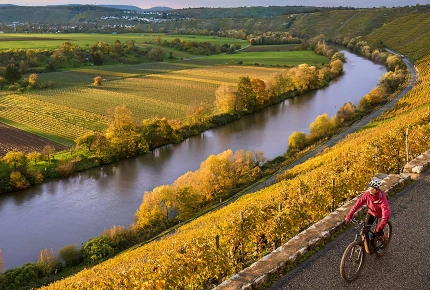 Radfahrer in den herbstlichen Weinbergen
