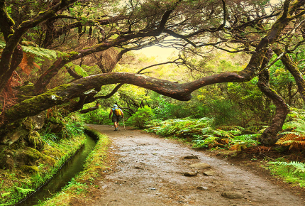 Wanderer auf dem Weg durch das üppige Grün Madeiras