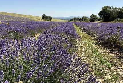 Lavendelfeld in der Provence