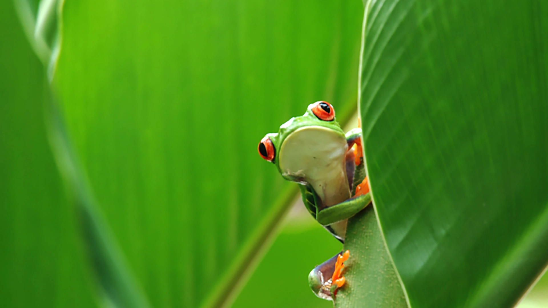 Costa Rica – Pura vida!