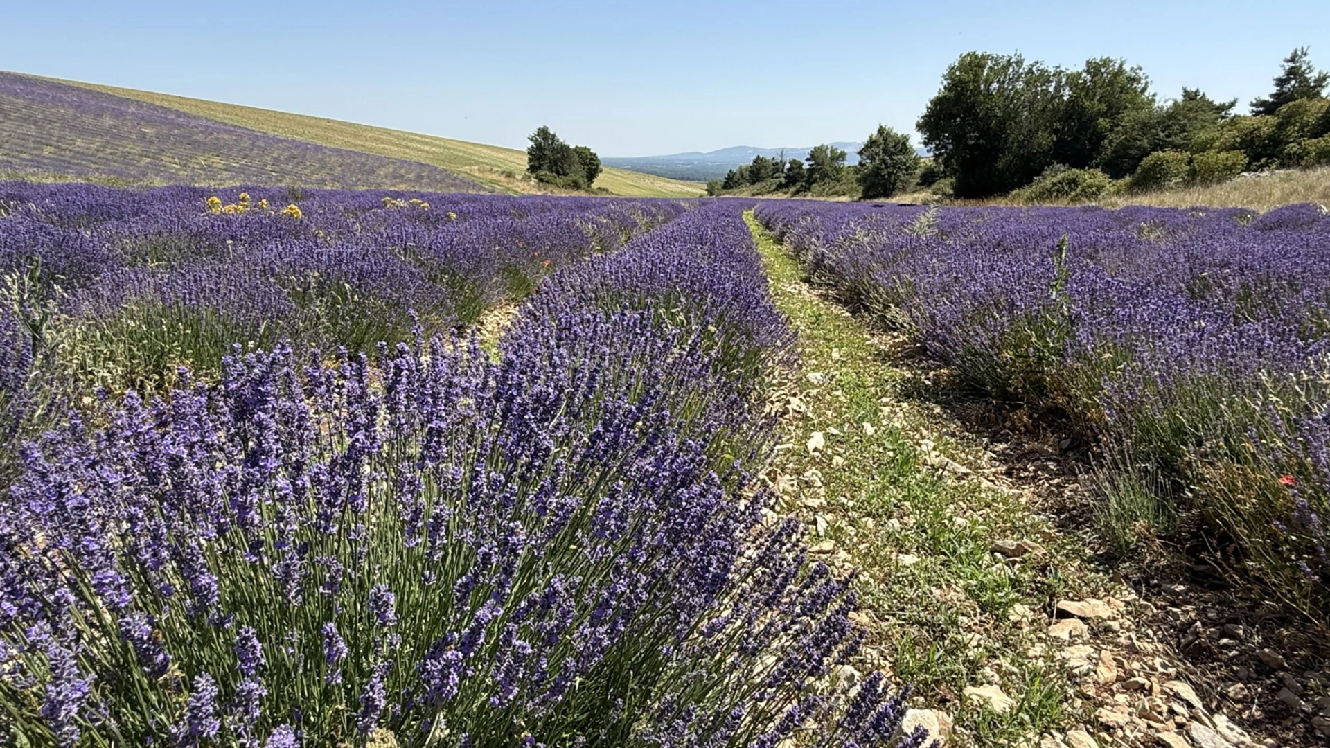 Lavendelblüte in der Provence
