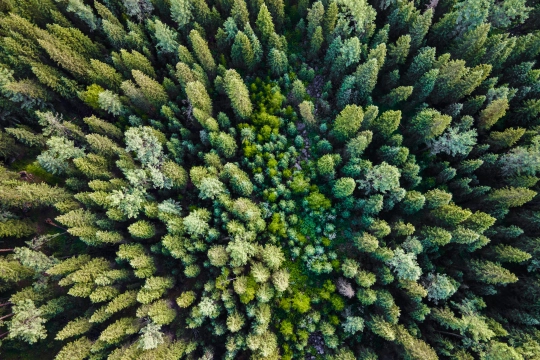 Bäume für die Zukunft mit Wald4Leben