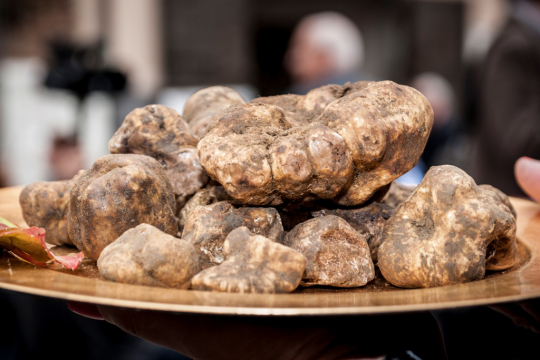 Trüffelgenuss vom Feinsten in den Marken