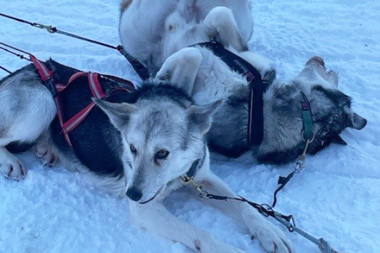 Mit den Huskys durch das finnische Märchenland