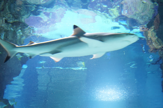 Haus des Meeres in Wien