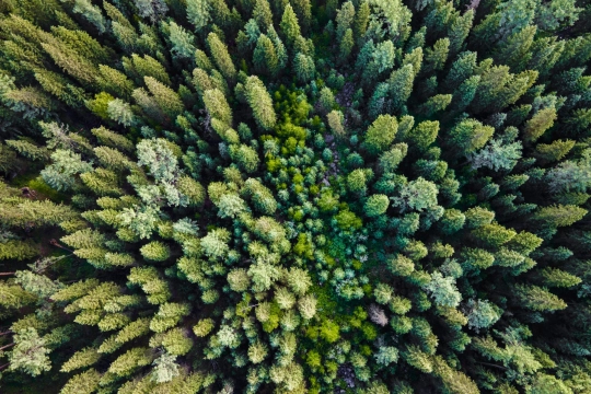 Wald aus der Vogelperspektive