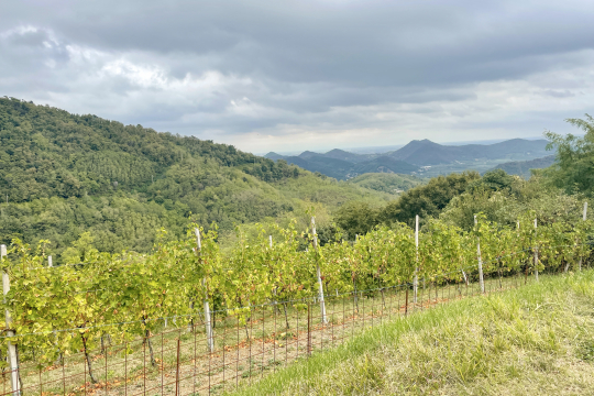 Strada del Vino - Euganeische Hügel