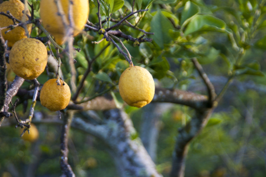 Zitronen an der Amalfiküste