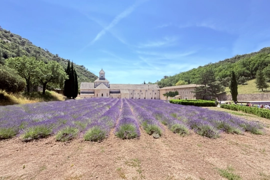 Lavendefeld vor der Zisterzienserabtei