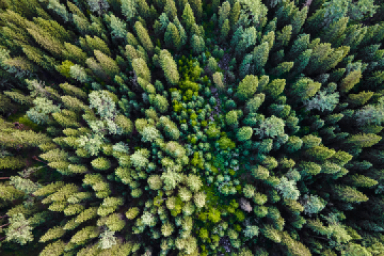 Baumspende Wald4Leben