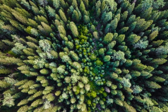 Baumspende Wald4Leben