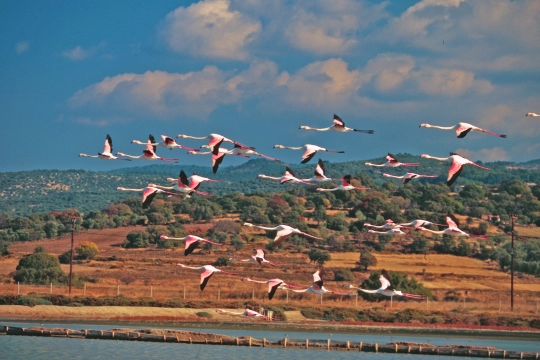 Flamingos auf Lesbos