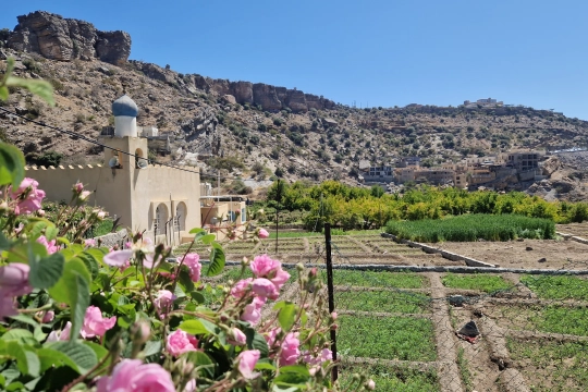 Rosen im Oman