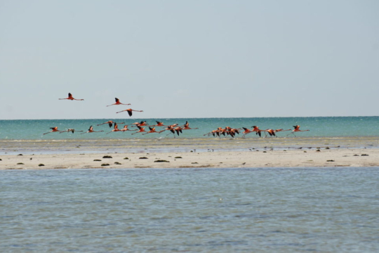 Weltreise Aurelia & Pitt - Mexiko