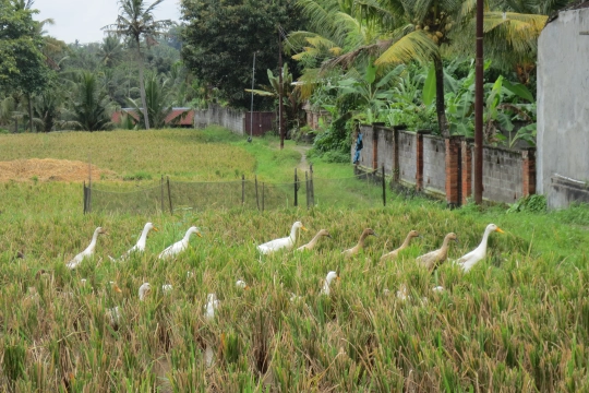 Laufenten in Bali