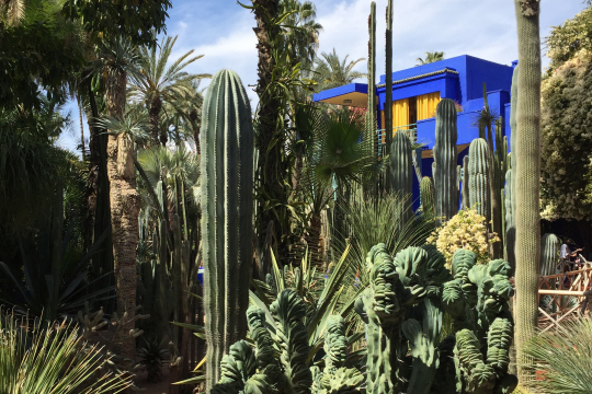 Jardin Majorelle