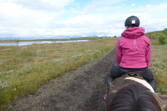 Reiten in Island