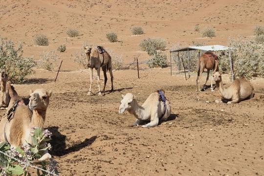 Kamele im Wüstencamp Oman