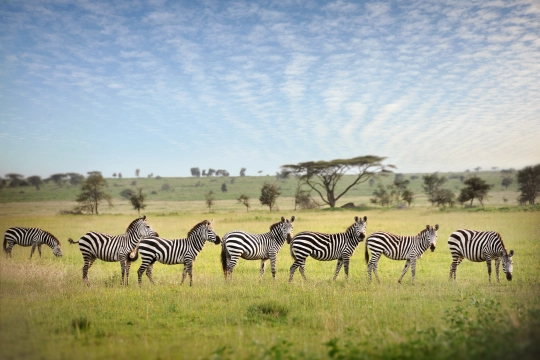 Safari in Afrika